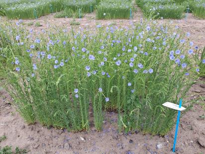 Click for 1 image(s) for this accession.